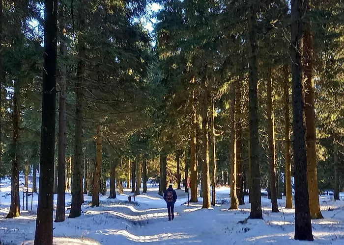 Tannenblick 6-2 Oberhof (Thuringia)